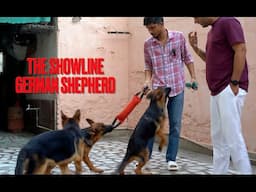 ShowLine GermanShepherd ! EVERYTHING YOU NEED TO KNOW About the Breed | #2024