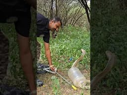 खतरनाक कोबरा सांप #snakevideo #snake #shorts