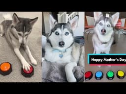 Sapphie The Pomsky TikToks 2023 - Funny Dog TikTok Videos Compilation