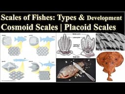 Scales of Fishes | Placoid Scale | Development of Placoid Scale | Cosmoid Scales | Scales of Pisces