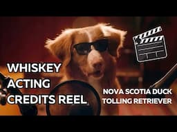 Whiskey - Nova Scotia Duck Tolling Retriever - Acting Credits Reel