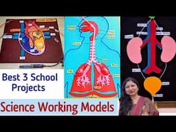 Best 3 Science Working models for exhibition/Respiratory system/Excretory system/human Heart Model