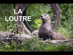 La loutre (documentaire)