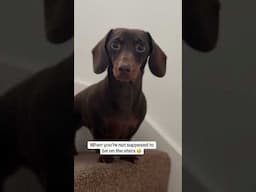 When your Dachshund is not allowed on the stairs