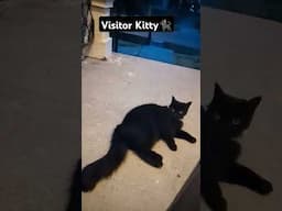 🐈‍⬛Visitor Kitty!