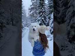 My snow dog in the snow ❄️😍 #samoyed #dog #snow #winter