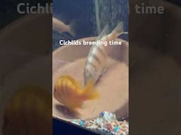 This is what makes me busy this days , my fishes won’t stop breeding 🤣 #shortsfeed  #shortvideo