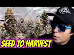 HOW TO EASILY GROW ORGANIC WEED | INDOOR CHEDDAR CHEEZE SEED TO HARVEST (ILGM x Phylos)