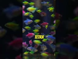 Get to Know the GloFish Tetra #glofish #aquarium #fishtank