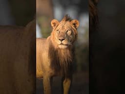 Up close with lions #wildlife #lion