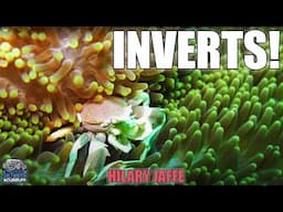 NEW INVERTEBRATES - Check Out The Shrimp, Crabs, Conchs & More - Hilary Jaffe