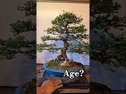 Chinese elm bonsai. AGE?? How old is it? #bonsai #tree #tree