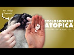 Cyclosporine aka Atopica💊For Allergic Dermatitis⚠️Potential Risks & Side Effects