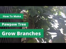 How To Make Pawpaw Tree Grow Multiple Branches