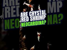 Are Crystal Red Shrimp Neocaridina | Crystal Red Shrimp | Shrimp Tank