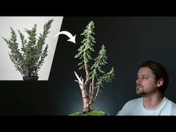 Creating an 'Instant' Bonsai Tree