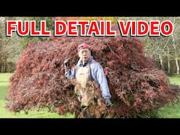 How to prune a Japanese maple in the fall. Full video using bonsai pruning techniques.