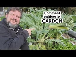 Comment cultiver le CARDON『TUTO』