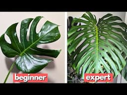 5 expert tips for thriving houseplants