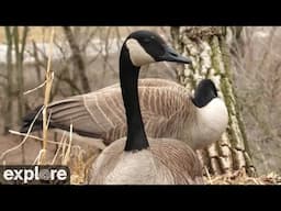 Decorah Goose | Highlights