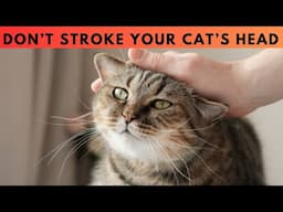 12 Science-Backed Warning Signs You Need To Know Before Stroking Your Cat’s Head