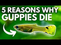 These Will Kill Your Guppies! 5 Main Reasons Guppies Die!