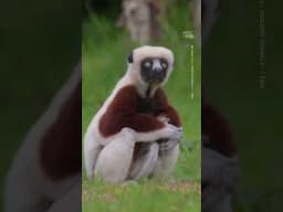 Critically Endangered 'Dancing Lemur' Born in UK Zoo