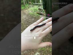 Check out this GIANT MILLIPEDE!