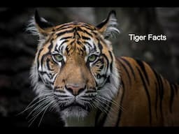 Animal Facts/ Tiger / Did you know...these cool facts about the Tiger?