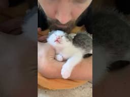 Why My Kittens Love My Husband ❤️