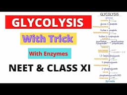 Glycolysis Pathway with MCQs | Ten step process | EMP pathway | NEET and Class 11