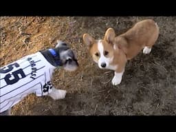 Young Goro & Miniature Schnauzer & French Bulldog ミニチュア・シュナウザー フレンチ・ブルドッグ