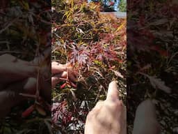 16 feet wide maple 2 month update #shorts #bonsai #penjing #maple #niwaki #acer