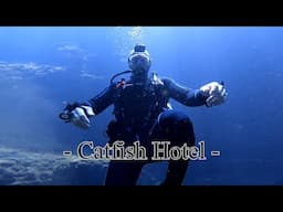 Catfish Hotel & Manatee Springs Dive #manatee