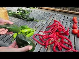 Chile Ristra aka Strung Hot Peppers