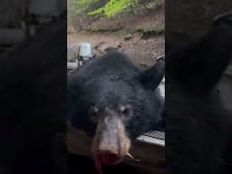 Black bear hunting