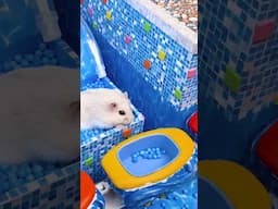 Awesome Hamster Water Roller Coaster in the Pool Maze ep. 3 🐹 Homura Ham