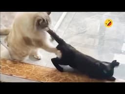 I dare you not to laugh at these FUNNY CATS 😂 Funniest Cat Video 2024