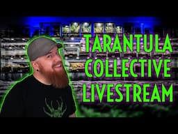 Tarantula Collective Q&A Live!