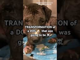 WATCH the TRANSFORMATION of a DOG 🐶 that was supposed to be ☠️