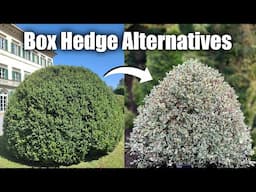 Alternative Shrubs to Box Hedge If You Struggle with Box Blight & Box Tree Moths