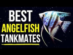 10 Best Tankmates For Angelfish! | Freshwater Angelfish Tankmates