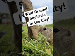 Wild Ground Squirrels TAKE OVER the City!