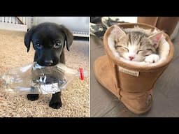 Funniest Animals 2024 😂 Best Funny Cats and Dogs 😻🐶 Part 49 | Cute Baby Dogs