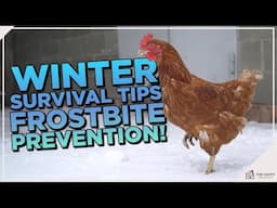 How to Prevent Frostbite in Chickens During Winter