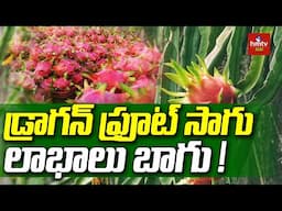 Dragon Fruit Farming : డ్రాగన్ ఫ్రూట్ సాగు లాభాలు బాగు ! @hmtvAgri