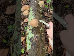 Cooler Weather Has Shocked the Shiitakes into Another Fruiting...