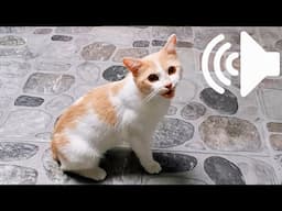 FEMALE CAT IN HEAT MEOWING MATE CALLING  - PRANK YOUR PET