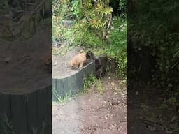 Goldie Bear gets a boost into the garden from Ashley Twinklestar.