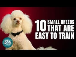 10 Small Dog Breeds That Are Easy to Train